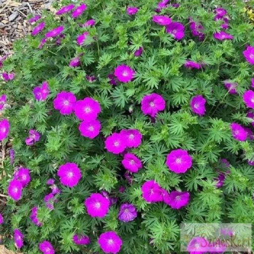 Geranium 'Tiny Monster' - gólyaorr