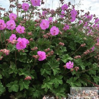   Geranium x cantabrigiense 'Karmina' - angol gólyaorr