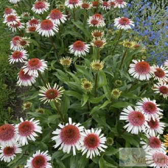 Echinacea 'Strawberry and Cream' - kasvirág