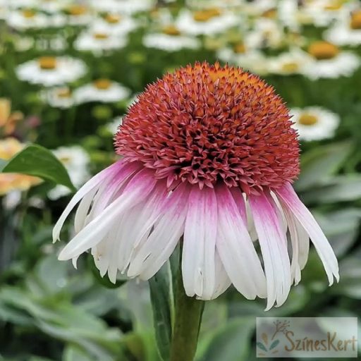 Echinacea 'Strawberry and Cream' - kasvirág