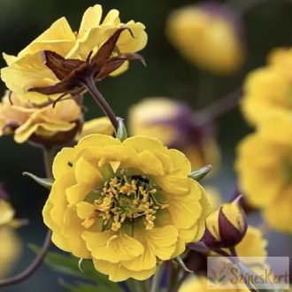 Geum 'Golden Joy' - gyömbérgyökér