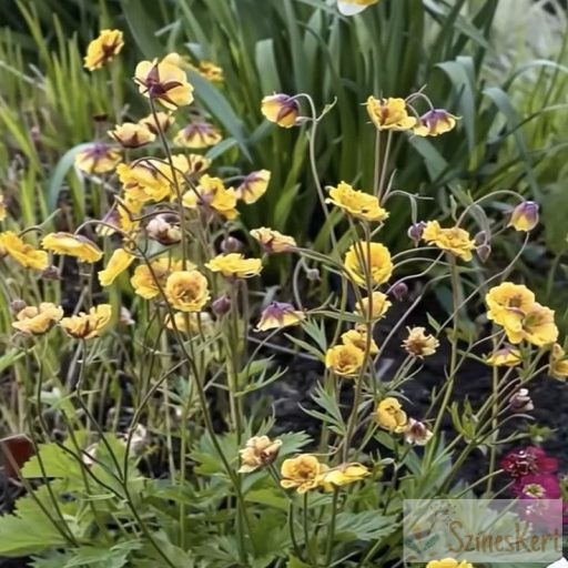 Geum 'Golden Joy' - gyömbérgyökér