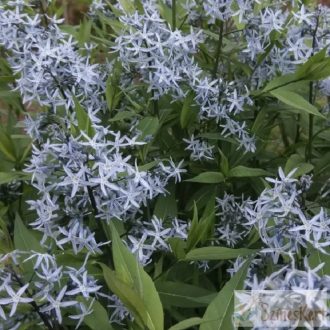   Amsonia tabernaemontana var. salicifolia - fűzlevelű csillagmeténg