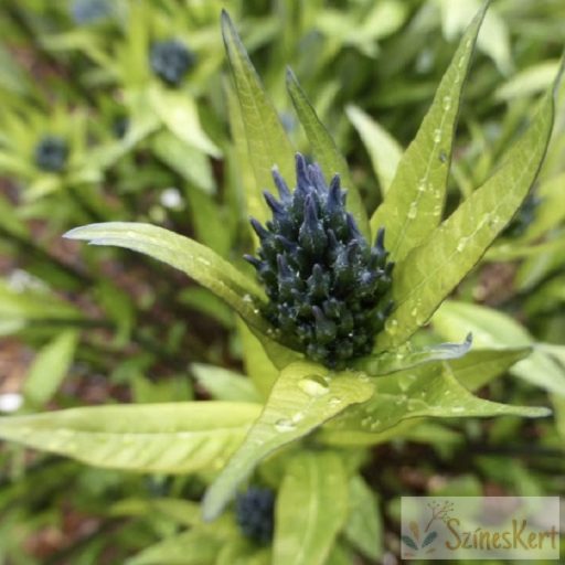 Amsonia tabernaemontana var. salicifolia - fűzlevelű csillagmeténg