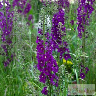 Verbascum phoeniceum 