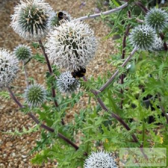   Echinops sphaerocephalus 'Arctic Glow' - fehér szamárkenyér