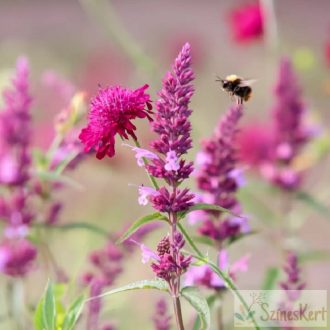 Agastache 'Linda' - izsópfű