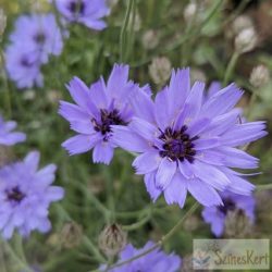 Catananche caerulea - zörgővirág