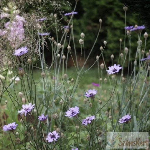 Catananche caerulea - zörgővirág