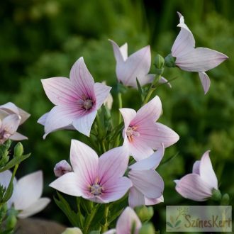  Platycodon grandiflorus 'Astra Rose' - léggömbvirág