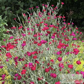 Lychnis coronaria - bársonyos kakukkszegfű