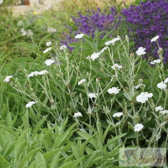   Lychnis coronaria 'Alba' - fehér bársonyos kakukkszegfű