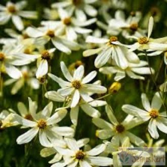 Coreopsis 'Moonbeam' - menyecskeszem
