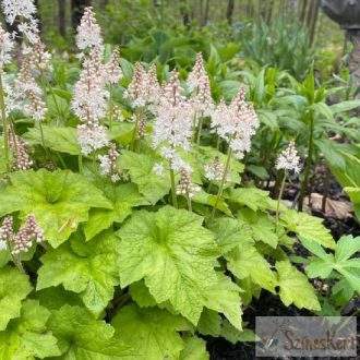Tiarella wherryi - karéjos turbántok