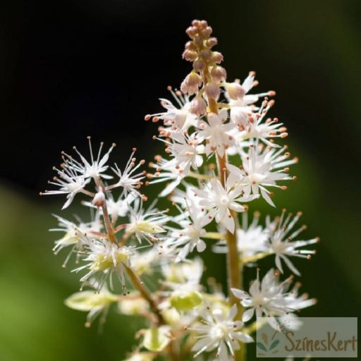 Tiarella wherryi - karéjos turbántok