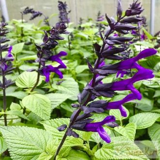 Salvia 'Rockin Deep Purple' - hibrid zsálya