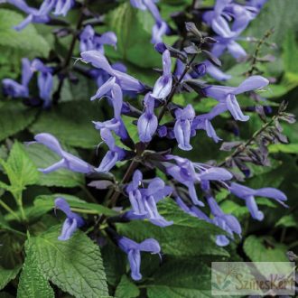 Salvia 'Rockin Sky Blue'- hibrid zsálya