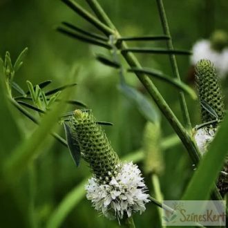 Dalea candida -fehér préri lóhere