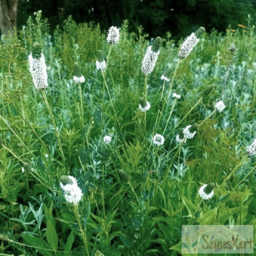 Dalea candida -fehér préri lóhere