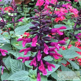  Salvia 'Rockin Fuchsia' - hibrid zsálya