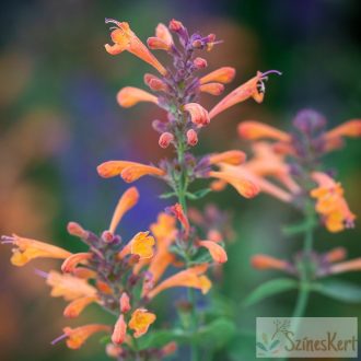 Agastache 'Sandstone' - izsópfű, ánizs izsóp