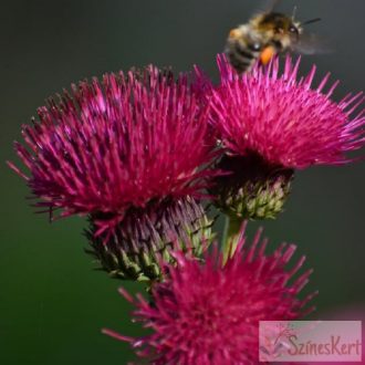 Cirsium rivulare 'Atropurpureum' - csermelyaszat