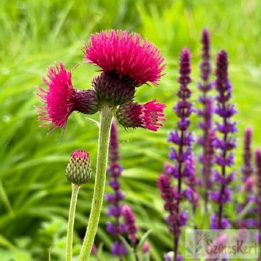 Cirsium rivulare 'Atropurpureum' - csermelyaszat