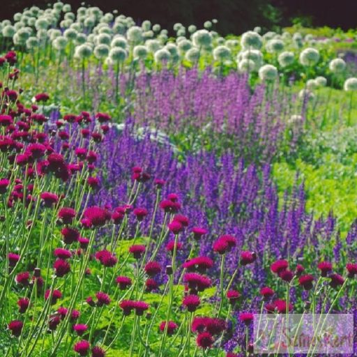 Cirsium rivulare 'Atropurpureum' - csermelyaszat