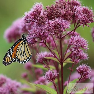 Eupatorium 'Ruby' - sédkender