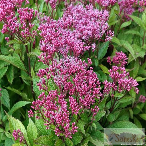 Eupatorium 'Ruby' - sédkender