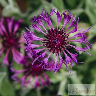 Centaurea montana 'Amethyst Dream' - hegyi imola