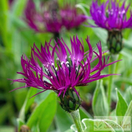 Centaurea montana 'Amethyst Dream' - hegyi imola