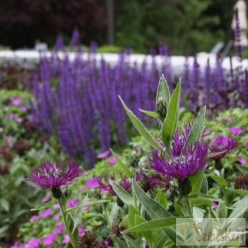 Centaurea montana 'Amethyst Dream' - hegyi imola