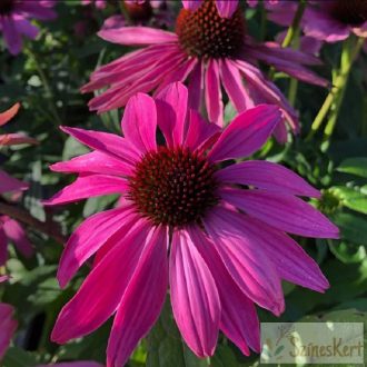 Echinacea purpurea 'Magnus' - kasvirág