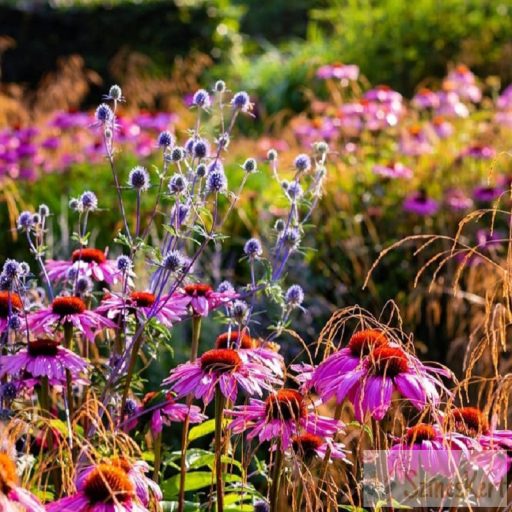 Echinacea purpurea 'Magnus' - kasvirág