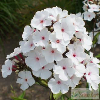 Phlox paniculata 'Popeye' - bugás lángvirág