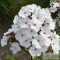 Phlox paniculata 'Popeye' - bugás lángvirág