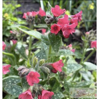 Pulmonaria 'Shrimps on the Barbie' - tüdőfű