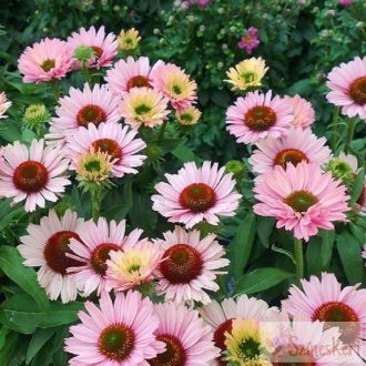 Echinacea 'SunSeekers Salmon' - kasvirág