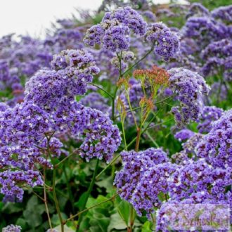 Limonium 'Purple Parachute' - sóvirág