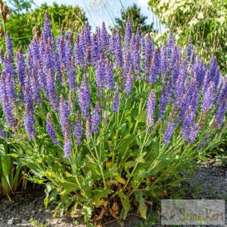 Salvia nemorosa 'Blauhügel' - ligeti zsálya