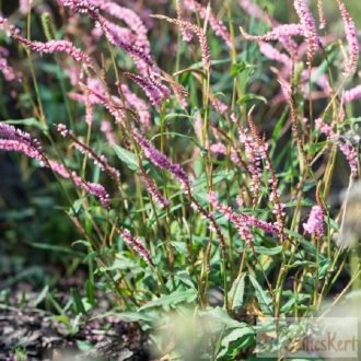   Persicaria amplexicaulis 'Pink Elephant' - szárölelő keserűfű