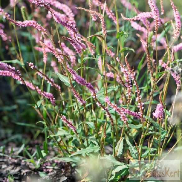 Persicaria amplexicaulis 'Pink Elephant' - szárölelő keserűfű