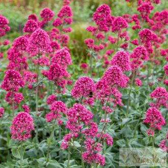   Centranthus ruber 'Coccineus' - piros sarkantyúvirág