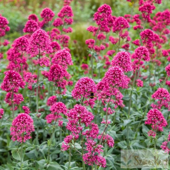 Centranthus ruber 'Coccineus' - piros sarkantyúvirág