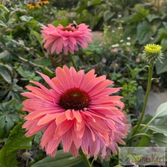 Echinacea 
