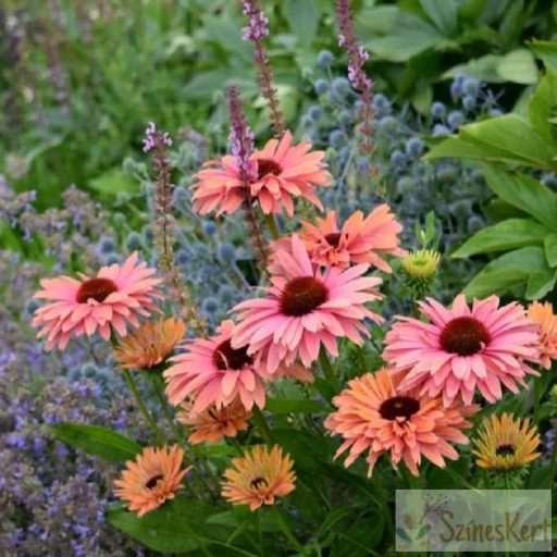 Echinacea 