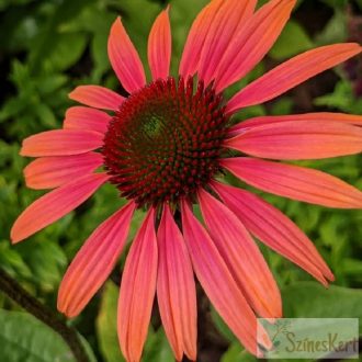 Echinacea 'Summer Cocktail' - kasvirág