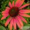 Echinacea 'Summer Cocktail' - kasvirág