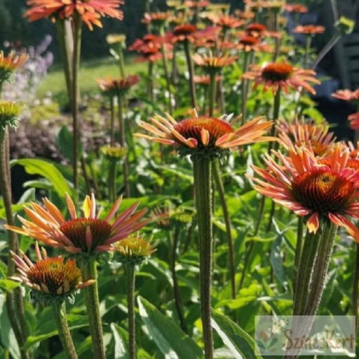 Echinacea 'Summer Cocktail' - kasvirág